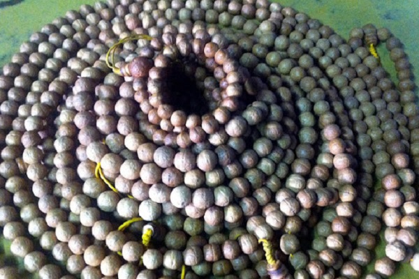 ९ केजी बुद्धचित्तको दाना सहित रोज बहादुर पक्राउ