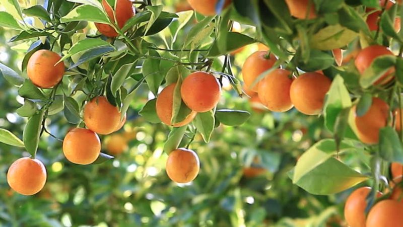 पुराना सुन्तला बगैँचामा साढे दुई हजार नयाँ बिरुवा थपिए