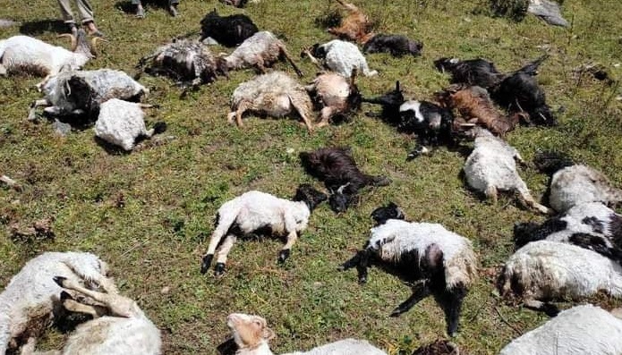 चट्याङले छ लाख रुपैयाँका भेडा मारिए