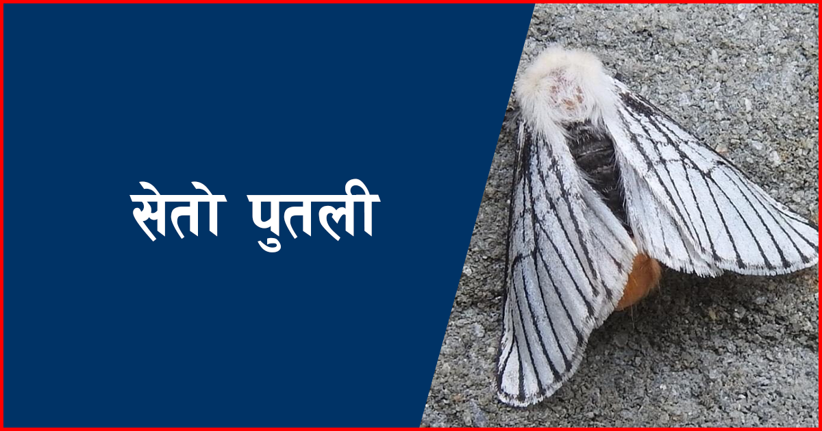 सेतो पुतली निकै घातक हुन्छ भन्दै मदाने गाउँपालिकाले सावधानी अपनाउन गर्यो अनुरोध