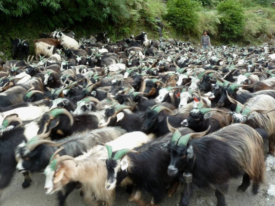 दसैँ नजिकिँएसँगै भेडा च्याङ्ग्राको मूल्य ह्वात्तै बढ्यो
