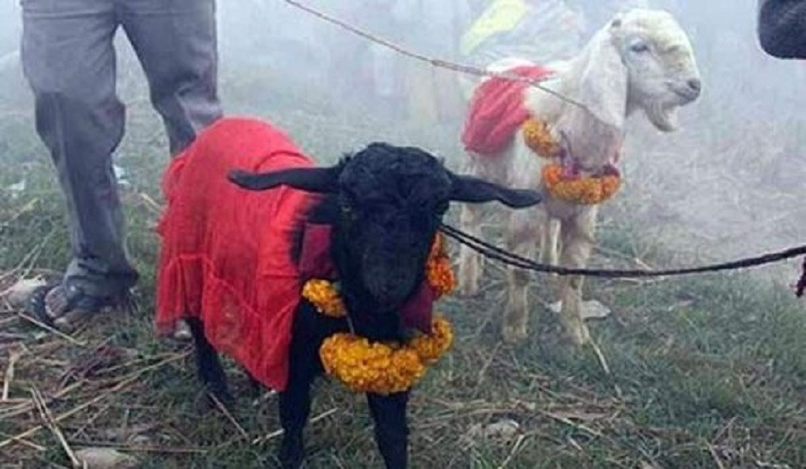 बडादसैँमा भक्तपुरको तलेजुभित्र बलि पूजा नहुने