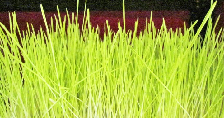 नसर्ने रोगबाट बच्न जमरा फलदायी