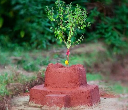 आज हरिशयनी एकादशी, तुलसी रोपेर पूजा गर्दै