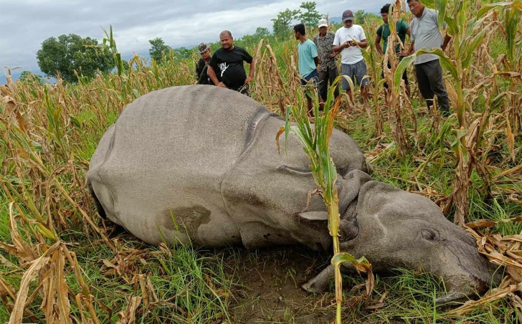 Rhino Death in Chitwan 1024x635 1