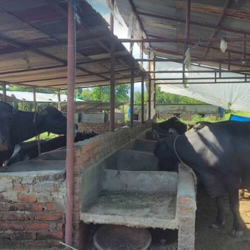 दूध बिक्री गरेर मासिक एक लाखभन्दा बढी आम्दानी