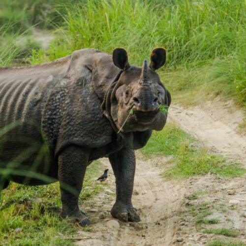 बर्दियामा गैँडाको आक्रमणबाट पर्यटक गाइडको मृत्यु,  दुई जना घाइते