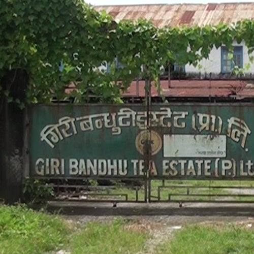 गिरीबन्धु टि–स्टेट नजिकै बिस्फोट भएको प्रेसर कुकर बम फेला