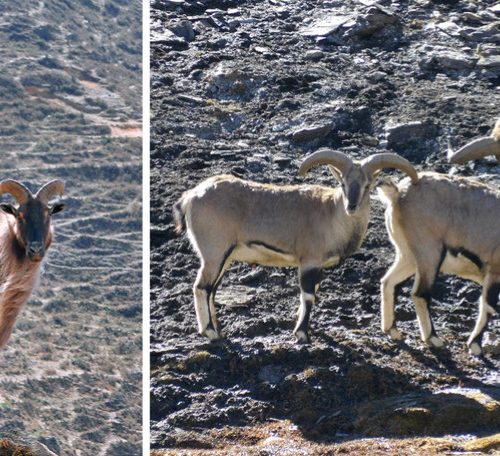 सिकार आरक्ष : रैथानेलाई बेवास्ता – प्राकृतिक स्रोत संरक्षण 