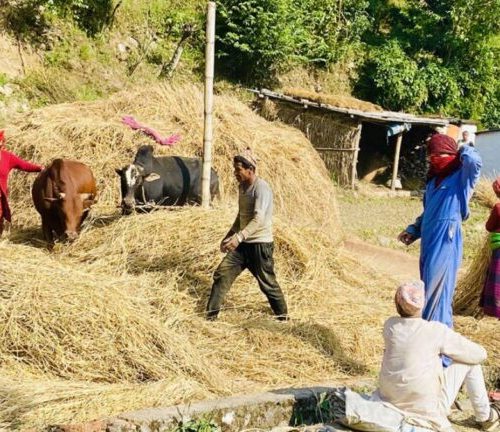 पोखरामा आजदेखि दाइँ महोत्सव