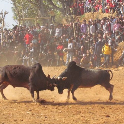  माघे सङ्क्रान्ति पर्वका अवसरमा गोरु जुधाइ प्रदर्शनी