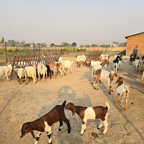 विदेशबाट फर्किएका युवा आत्मनिर्भरतातर्फ: बाख्रापालन व्यवसायमा सम्भावना देख्दै