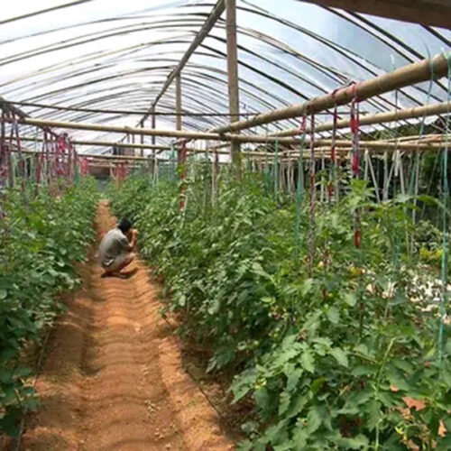 छ कठ्ठा जग्गामा सागसब्जीखेतीले वार्षिक तीन लाख आम्दानी