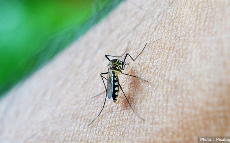 देशभर फैलिँदै डेंगु संक्रमण, अबका चार महिना अति जोखिमपूर्ण