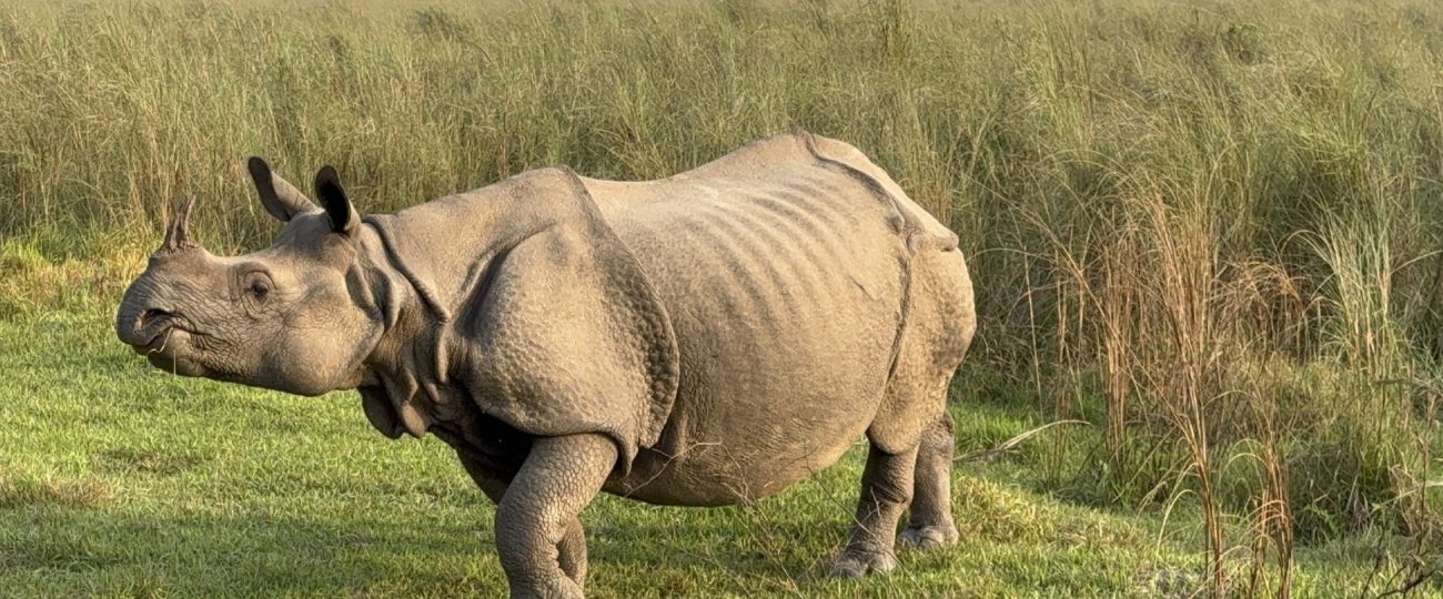चितवन मेघौलीमा गैँडाको आक्रमणबाट एक जनाको मृत्यु